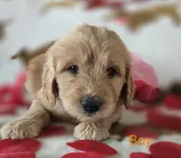 Orange collar, a male Goldendoodle for sale in Lexington, KY – Photo 2 of 4