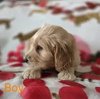 Orange collar, a male Goldendoodle for sale in Lexington, KY – Photo 3 of 4