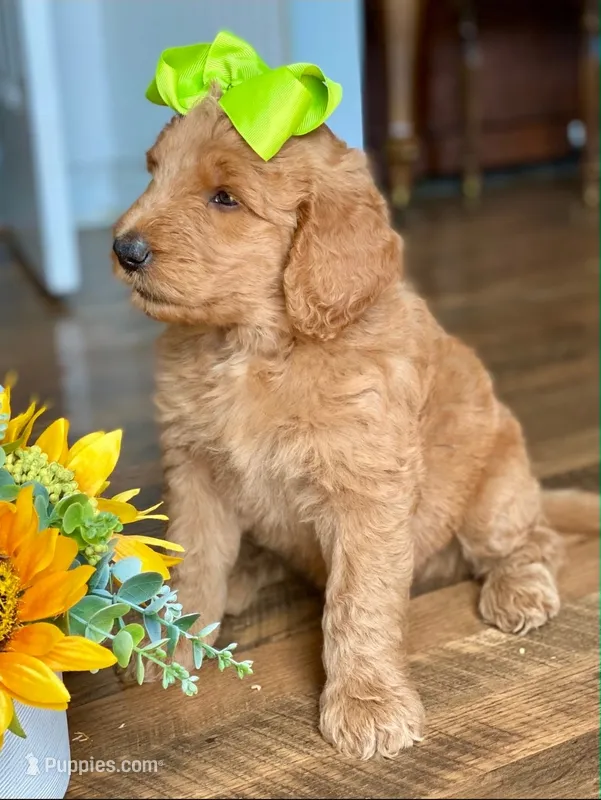 Red collar – Goldendoodle puppy for sale in Hillsboro, KY