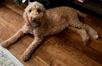 Green collar, a male Goldendoodle for sale in Hillsboro, KY – 4 of 6