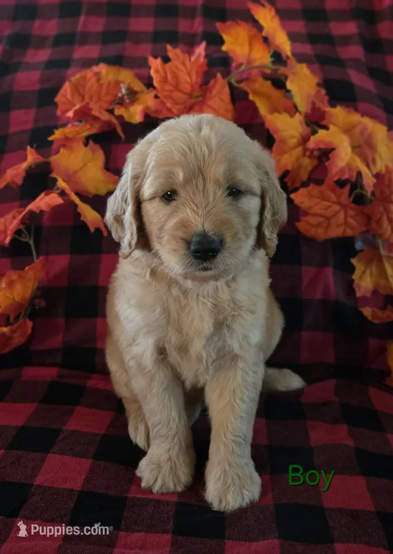 Green collar – Goldendoodle puppy for sale in Hillsboro, KY