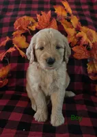 Green collar, a male Goldendoodle for sale in Hillsboro, KY – 1 of 6