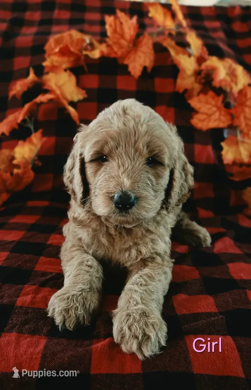 Pink collar – Goldendoodle puppy for sale in Hillsboro, KY