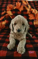 Pink collar, a female Goldendoodle for sale in Hillsboro, KY – 1 of 5