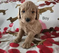 Black collar, a male Goldendoodle for sale in Lexington, KY – Photo 1 of 4