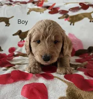 Black collar, a male Goldendoodle for sale in Lexington, KY – Photo 3 of 4