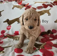 Black collar, a male Goldendoodle for sale in Lexington, KY – Photo 2 of 4
