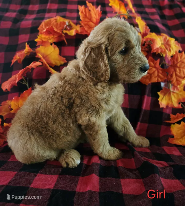 Red collar – Goldendoodle puppy for sale in Hillsboro, KY