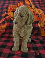 Red collar, a female Goldendoodle for sale in Hillsboro, KY – 2 of 6