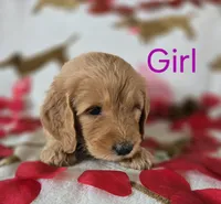 Purple collar, a female Goldendoodle for sale in Lexington, KY – Photo 3 of 3