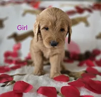 Purple collar, a female Goldendoodle for sale in Lexington, KY – Photo 2 of 3