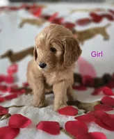 Purple collar, a female Goldendoodle for sale in Lexington, KY – Photo 1 of 3