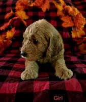 Red collar, a female Goldendoodle for sale in Hillsboro, KY – 3 of 6