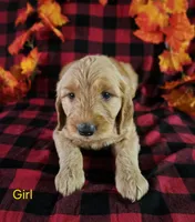 Yellow Collar, a female Goldendoodle for sale in Hillsboro, KY – 2 of 6