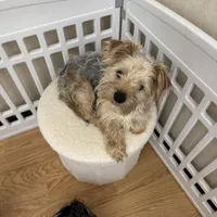 Buzz, a male Yorkshire Terrier for sale in Somers, CT – Photo 1 of 5