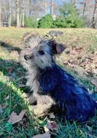 Buzz, a male Yorkshire Terrier for sale in Somers, CT – Photo 2 of 5