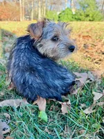 Buzz, a male Yorkshire Terrier for sale in Somers, CT – Photo 3 of 5