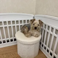 Buzz, a male Yorkshire Terrier for sale in Somers, CT – Photo 5 of 5