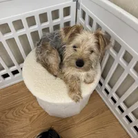 Buzz, a male Yorkshire Terrier for sale in Somers, CT – Photo 4 of 5