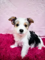 Dean, a male Biewer for sale in Somers, CT – Photo 2 of 3