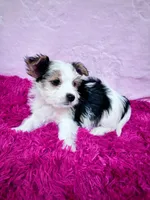 Dean, a male Biewer for sale in Somers, CT – Photo 3 of 3