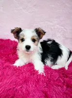 Dean, a male Biewer for sale in Somers, CT – Photo 1 of 3