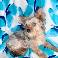 Sully, a male Yorkshire Terrier for sale in Somers, CT – Photo 2 of 2