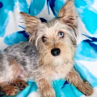 Sully, a male Yorkshire Terrier for sale in Somers, CT – Photo 1 of 2