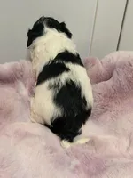 Cavapoo, a male Cavapoo for sale in Hertford, NC – Photo 5 of 7