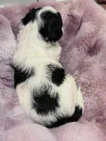 Cavapoo, a male Cavapoo for sale in Hertford, NC – Photo 7 of 7