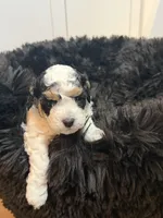 Cavapoo, a male Cavapoo for sale in Hertford, NC – Photo 1 of 7