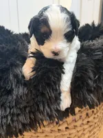 Cavapoo, a male Cavapoo for sale in Hertford, NC – Photo 4 of 7