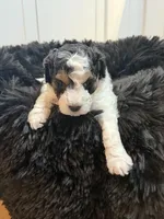 Cavapoo, a male Cavapoo for sale in Hertford, NC – Photo 2 of 7