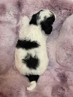 Cavapoo, a male Cavapoo for sale in Hertford, NC – Photo 6 of 7