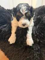 Cavapoo, a male Cavapoo for sale in Hertford, NC – Photo 3 of 7