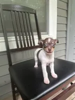 Taquito, a male Chihuahua for sale in Doraville, GA – 4 of 10