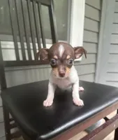 Taquito, a male Chihuahua for sale in Doraville, GA – 5 of 10