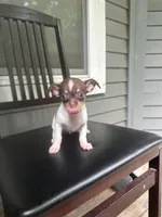 Taquito, a male Chihuahua for sale in Doraville, GA – 6 of 10