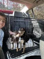 Bluey, a male Chihuahua for sale in Doraville, GA – 10 of 10