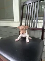 Bluey, a male Chihuahua for sale in Doraville, GA – 3 of 10