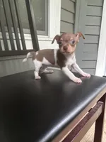 Bluey, a male Chihuahua for sale in Doraville, GA – 4 of 10