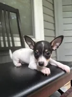 Oreo, a male Chihuahua for sale in Doraville, GA – 5 of 7