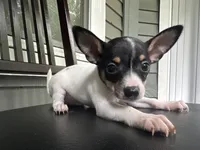 Oreo, a male Chihuahua for sale in Doraville, GA – 1 of 7