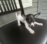 Oreo, a male Chihuahua for sale in Doraville, GA – 4 of 7