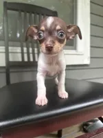Taquito, a male Chihuahua for sale in Doraville, GA – 3 of 10