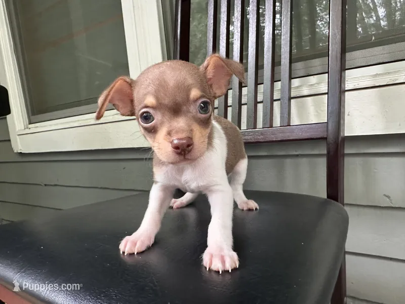Bluey – Chihuahua puppy for sale in Doraville, GA