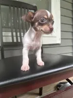 Taquito, a male Chihuahua for sale in Doraville, GA – 2 of 10