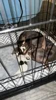 Taquito, a male Chihuahua for sale in Doraville, GA – 9 of 10