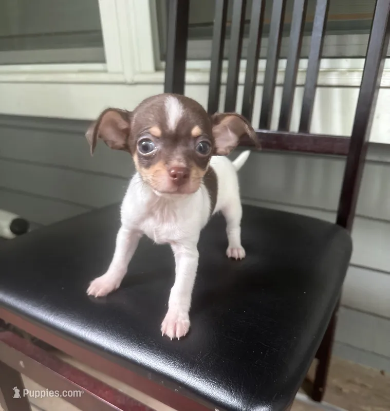 Taquito – Chihuahua puppy for sale in Doraville, GA