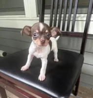 Taquito, a male Chihuahua for sale in Doraville, GA – 1 of 10